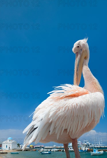 Greece, Cyclades Islands, Mykonos, Pelican at harbor.