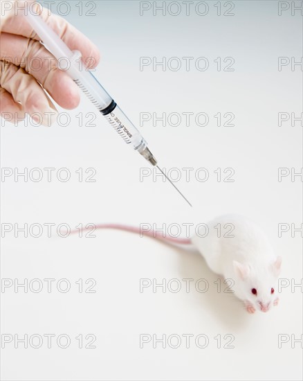 Studio shot of hand in glove holding syringe above white mouse. Photo: Jamie Grill