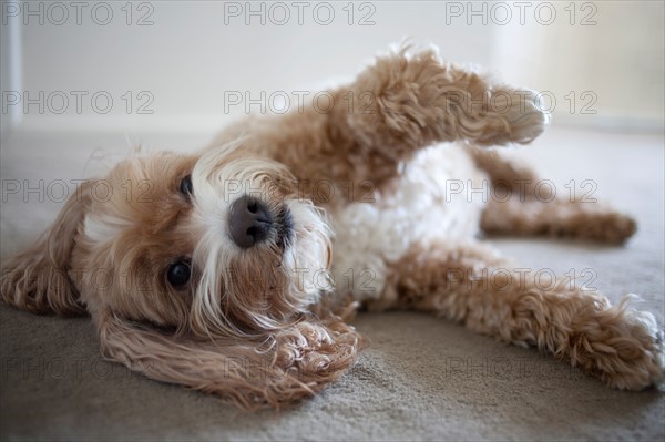 Cockapoo dog lying on floor. Photo : Winslow Productions