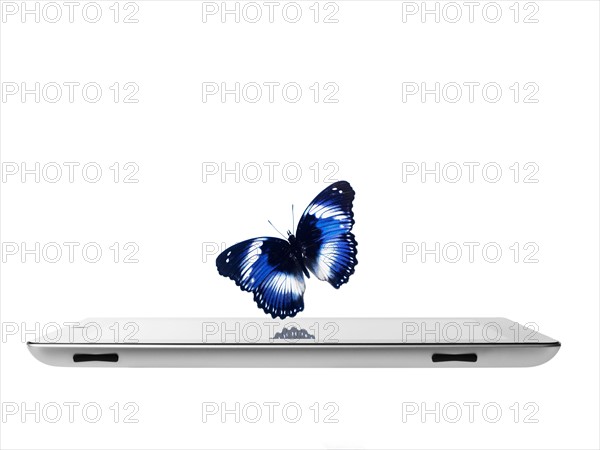 Studio shot of butterfly over digital tablet. Photo: David Arky