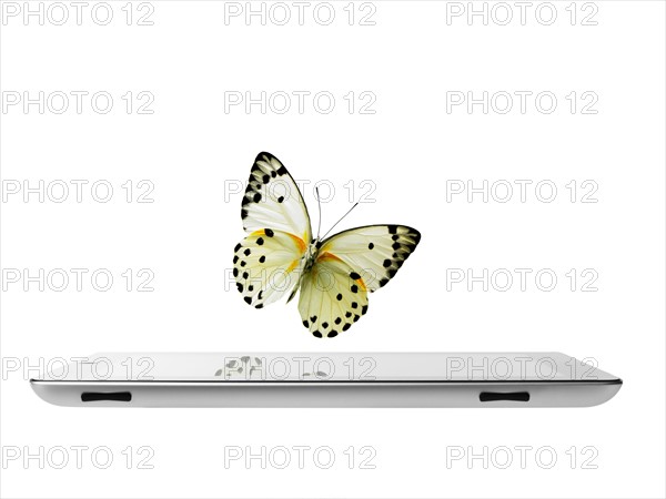 Studio shot of butterfly over digital tablet. Photo : David Arky