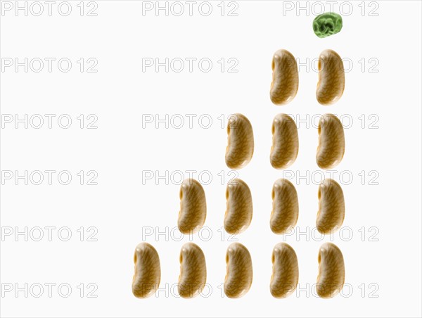 Studio shot of White Bean Seed and Pea Seed on white background. Photo : David Arky