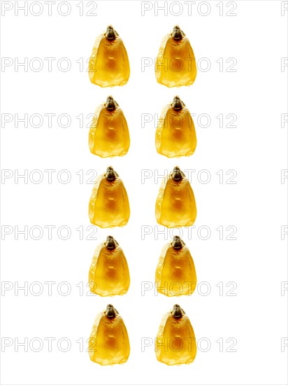 Studio shot of Yellow Corn Seeds on white background. Photo : David Arky