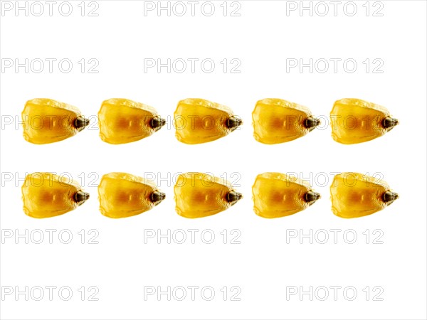 Studio shot of Yellow Corn Seeds on white background. Photo : David Arky