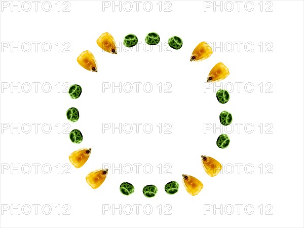 Studio shot of Yellow Corn Seeds and Pea Seeds on white background. Photo : David Arky