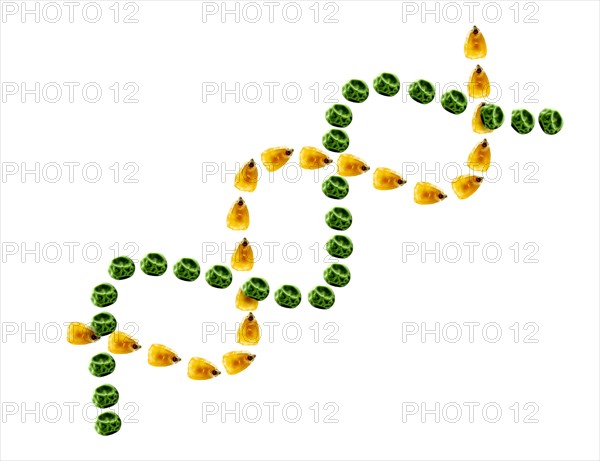 Studio shot of Yellow Corn Seeds and Pea Seeds making DNA strand shape on white background. Photo: David Arky