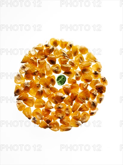 Studio shot of Yellow Corn Seeds and Pea Seed on white background. Photo: David Arky