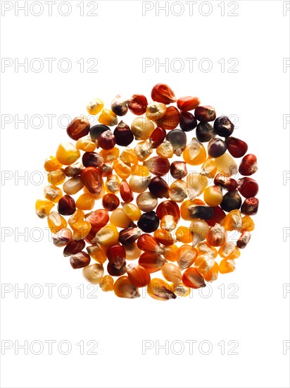 Studio shot of Mixed Corn Seeds on white background. Photo : David Arky