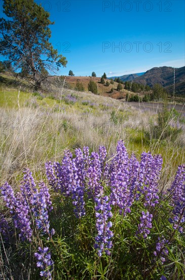 USA, Oregon, Mitchell, Flowering lupines. Photo: Gary J Weathers