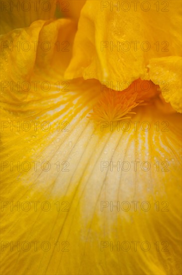 USA, Oregon, Close-up of yellow iris. Photo : Gary J Weathers
