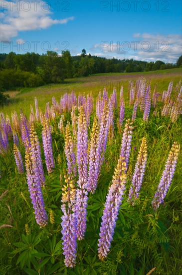 USA, Oregon, Flowering lupines. Photo: Gary J Weathers