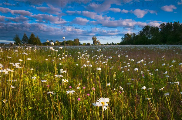 USA, Oregon, Marion County, Meadow with wildflowers at sunset. Photo : Gary J Weathers