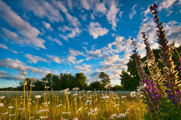 USA, Oregon, Marion County, Meadow with wildflowers at sunset. Photo : Gary J Weathers