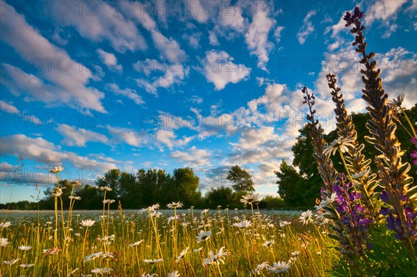 USA, Oregon, Marion County, Meadow with wildflowers at sunset. Photo: Gary J Weathers