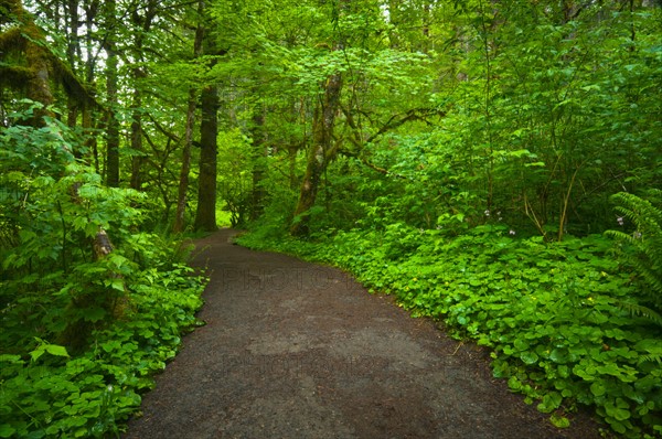 USA, Oregon, Champoeg State Park, Footpath trough forest. Photo : Gary J Weathers