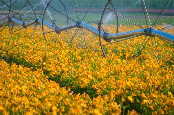 USA, Oregon, Marion County, Wheel Line watering flowers. Photo: Gary J Weathers