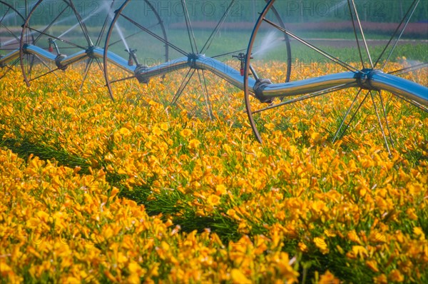 USA, Oregon, Marion County, Wheel Line watering flowers. Photo : Gary J Weathers