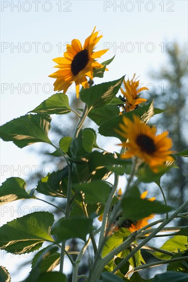 Close-up of sunflower. Photo : Noah Clayton