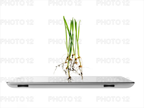 Studio shot of plants over digital tablet. Photo: David Arky