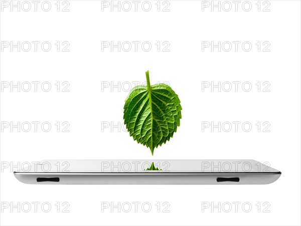 Studio shot of leaf over digital tablet. Photo: David Arky