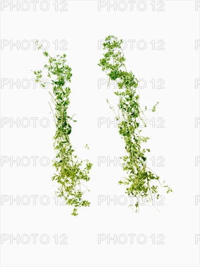 Studio shot of Ground Lemon Grass on white background. Photo: David Arky