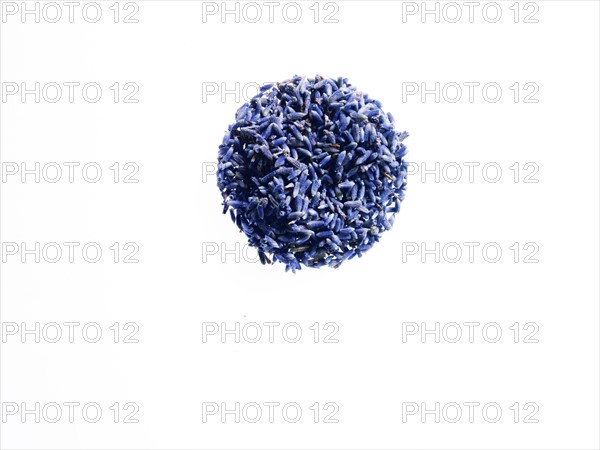 Studio shot of Pile of Lavender on white background. Photo: David Arky