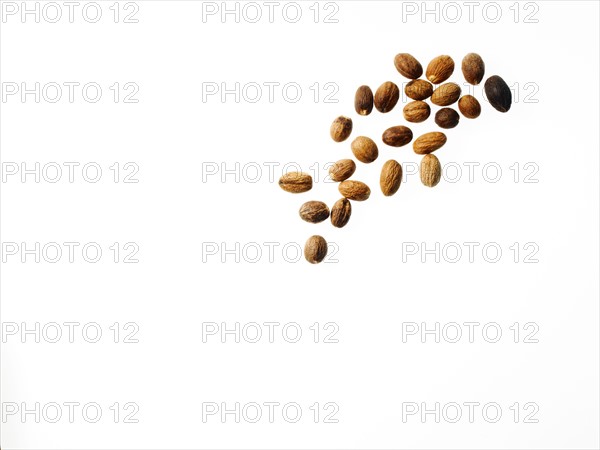 Studio shot of nutmeg. Photo : David Arky