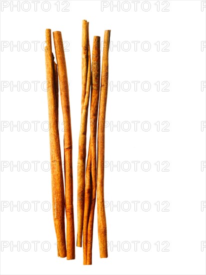 Studio shot of cinnamon sticks. Photo: David Arky