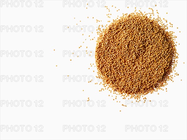 Studio shot of Mustard Powder on white background. Photo : David Arky