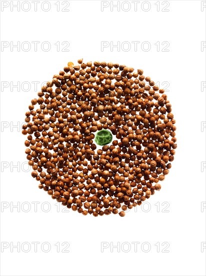 Studio shot of Cardamom Seeds and Pea Seed on white background. Photo : David Arky