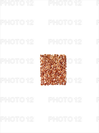 Studio shot of Red Bean Seeds on white background. Photo: David Arky