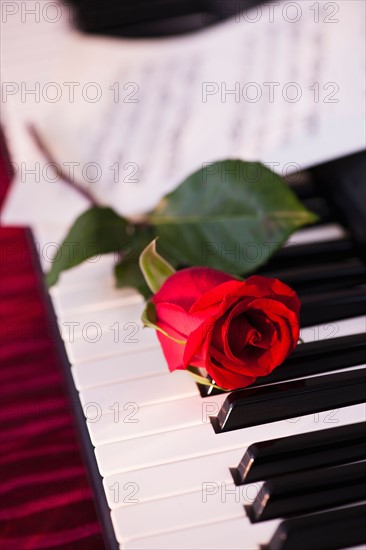 Close up of red rose lying on piano keys. Photo : Daniel Grill