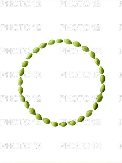 Studio shot of Pumpkin Seeds on white background. Photo : David Arky