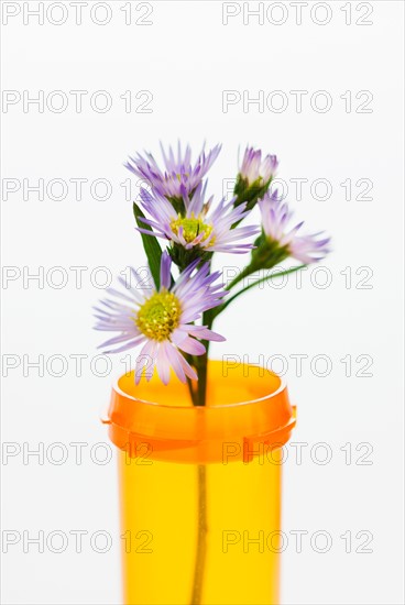 Herbal medicine in pill bottle.