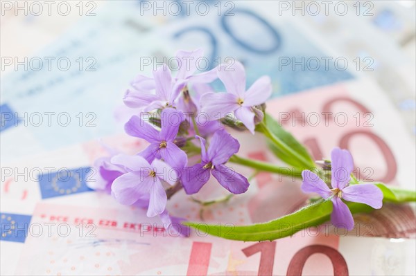 Violet flowers on Euro banknotes.