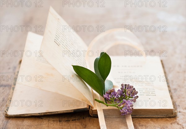 Lavender on open book.