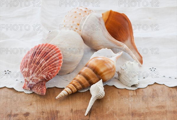 Various seashells on table.