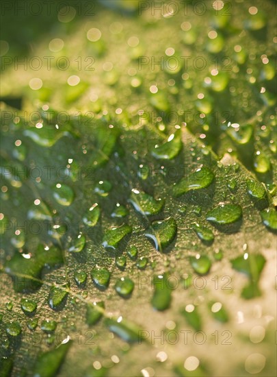 Close up of raindrops on green leaf. Photo: Jamie Grill