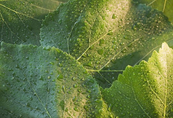 Close up of raindrops on green leafs. Photo : Jamie Grill