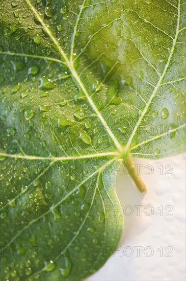 Close up of raindrops on green leaf. Photo : Jamie Grill