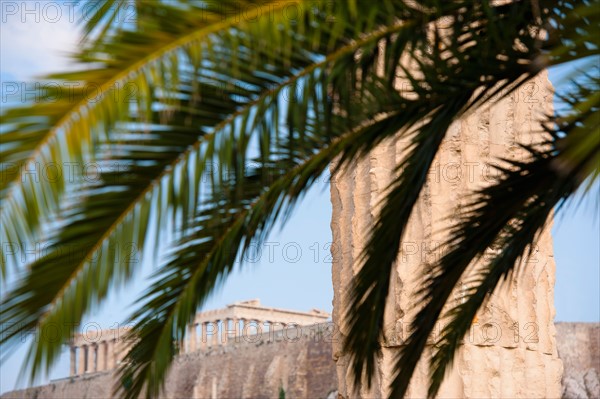 Greece, Athens, Palm fronds near Temple of Olympian Zeus.