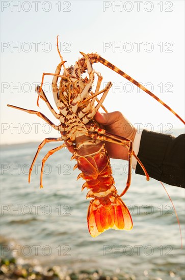 Greece, Cyclades Islands, Mykonos, Hand holding lobster by sea.