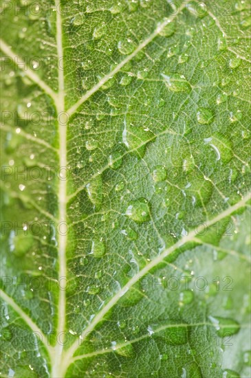 Close up of raindrops on green leaf. Photo: Jamie Grill