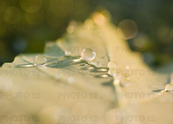 Close up of raindrops on leaf. Photo: Jamie Grill