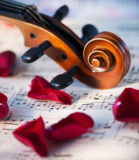 Close up of violin scroll and rose petals on sheet music. Photo : Daniel Grill