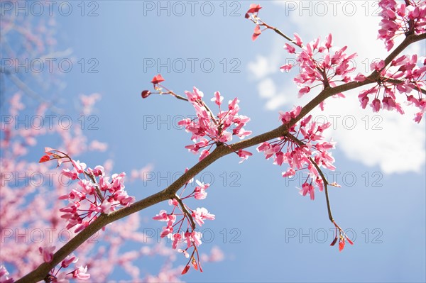 Eastern Redbud Tree. Photo: Chris Hackett