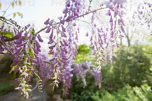 Wisteria in bloom. Photo: Chris Hackett