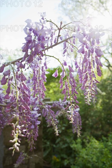 Wisteria in bloom. Photo: Chris Hackett