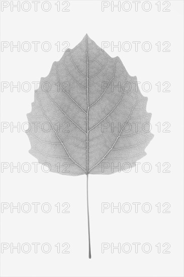 Bigtooth Aspen Leaf. Photo : Chris Hackett