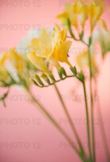 Close up of freesia flowers. Photo: Jamie Grill